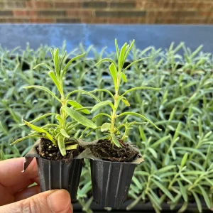 English Lavender Live Plant, 2-Pack Starter Plugs, Lavandula Angustifolia, Outdoor - Image 4