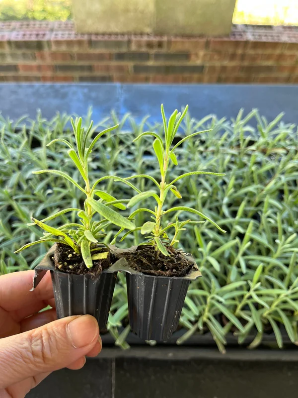 English Lavender Live Plant, 2-Pack Starter Plugs, Lavandula Angustifolia, Outdoor - Image 4