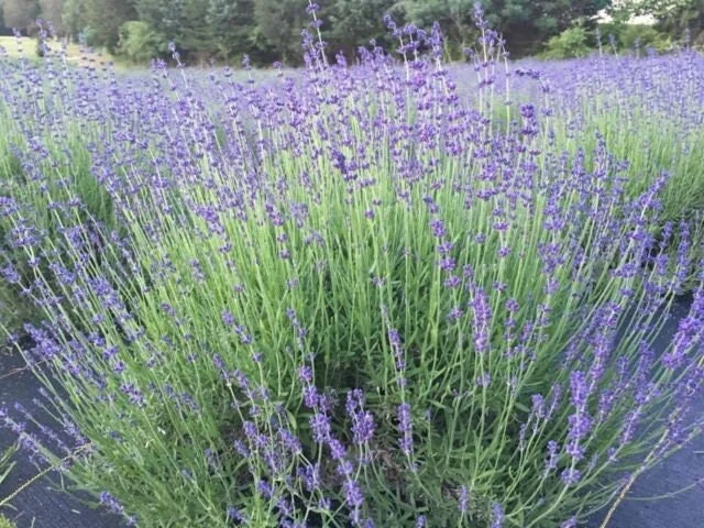 English Lavender Live Plant, 2-Pack Starter Plugs, Lavandula Angustifolia, Outdoor - Image 5