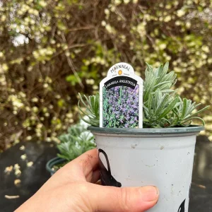 English Lavender 'Super Blue' Live Plant, Culinary Herb, 4 inch Pot - Image 2