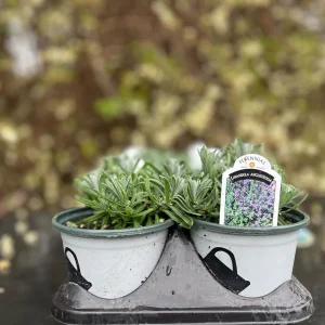 English Lavender 'Super Blue' Live Plant, Culinary Herb, 4 inch Pot - Image 3