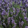 English Lavender 'Super Blue' Live Plant, Culinary Herb, 4 inch Pot - Image 1