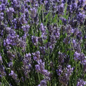English Lavender 'Super Blue' Live Plant, Culinary Herb, 4 inch Pot - Image 1