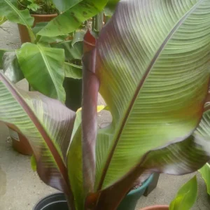 Ensete Maurelii - Red Abyssinian Banana Live Plant - 5 inch Tall Seedling - Indoor/Outdoor - Image 2