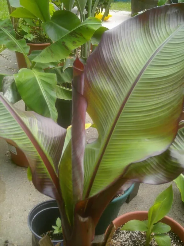 Ensete Maurelii - Red Abyssinian Banana Live Plant - 5 inch Tall Seedling - Indoor/Outdoor - Image 2