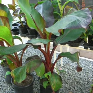 Ensete Maurelii - Red Abyssinian Banana Live Plant - 5 inch Tall Seedling - Indoor/Outdoor - Image 3