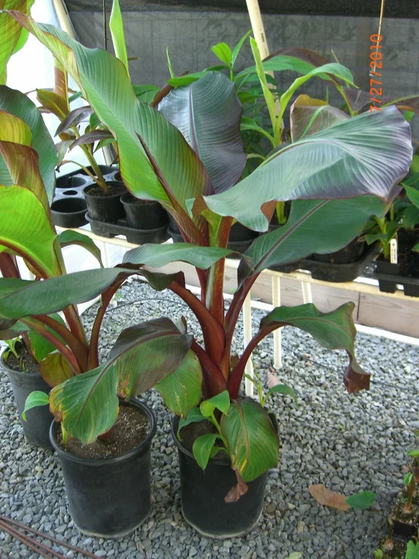 Ensete Maurelii - Red Abyssinian Banana Live Plant - 5 inch Tall Seedling - Indoor/Outdoor - Image 3