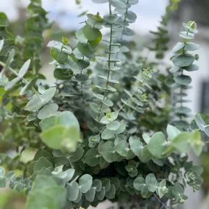 Eucalyptus Baby Blue Live Plant - Fragrant Evergreen Tree Starter Plug - Image 10