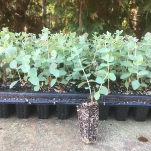 Eucalyptus Baby Blue Live Plant - Fragrant Evergreen Tree Starter Plug - Image 3