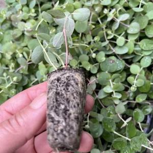 Eucalyptus Baby Blue Live Plant - Fragrant Evergreen Tree Starter Plug - Image 4