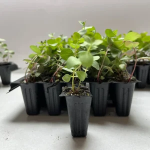 Eucalyptus Baby Blue Live Plant - Fragrant Evergreen Tree Starter Plug - Image 5