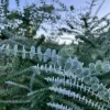 Eucalyptus Baby Blue Live Plant - Fragrant Evergreen Tree Starter Plug - Image 1