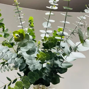 Eucalyptus Baby Blue Live Plant - Fragrant Evergreen Tree Starter Plug - Image 7