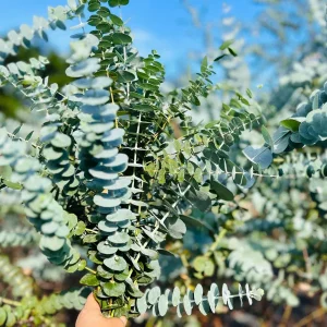 Eucalyptus Baby Blue Live Plant - Fragrant Evergreen Tree Starter Plug - Image 8