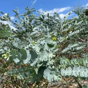 Eucalyptus Baby Blue Live Plant - Fragrant Evergreen Tree Starter Plug - Image 9