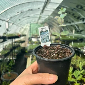 Eucalyptus Cinerea Silver Dollar Tree Live Plant - Starter Plug - Evergreen - Image 10