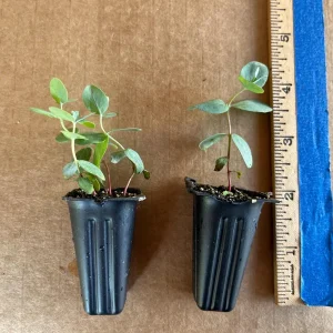 Eucalyptus Cinerea Silver Dollar Tree Live Plant - Starter Plug - Evergreen - Image 3