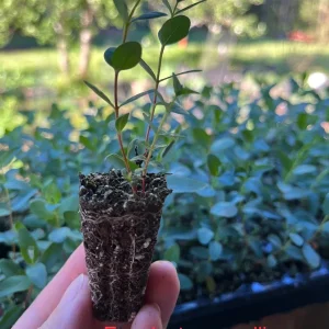 Eucalyptus Cinerea Silver Dollar Tree Live Plant - Starter Plug - Evergreen - Image 5
