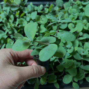 Eucalyptus Cinerea Silver Dollar Tree Live Plant - Starter Plug - Evergreen - Image 6