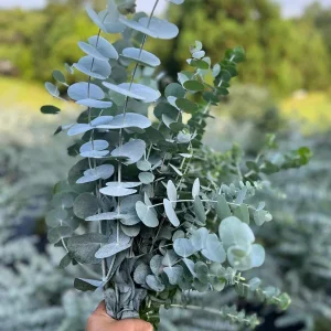 Eucalyptus Cinerea Silver Dollar Tree Live Plant - Starter Plug - Evergreen - Image 7