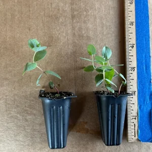 Eucalyptus Cinerea Silver Dollar Tree Live Plant - Starter Plug - Evergreen - Image 9