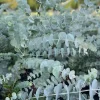 Eucalyptus Cinerea Silver Dollar Tree Live Plant - Starter Plug - Evergreen - Image 1