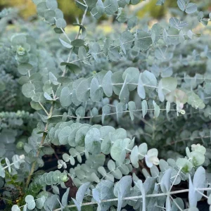 Eucalyptus Cinerea Silver Dollar Tree Live Plant - Starter Plug - Evergreen - Image 1