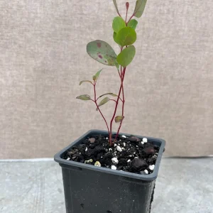 Eucalyptus Live Plant - Aromatic Spa Plant - 'Baby Blue', 'Gunni', 'Lemon Bush' Varieties - 3-6 inch Pot - Indoor/Outdoor - Image 10