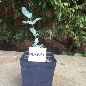 Eucalyptus Live Plant - Aromatic Spa Plant - 'Baby Blue', 'Gunni', 'Lemon Bush' Varieties - 3-6 inch Pot - Indoor/Outdoor - Image 3