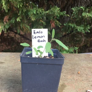 Eucalyptus Live Plant - Aromatic Spa Plant - 'Baby Blue', 'Gunni', 'Lemon Bush' Varieties - 3-6 inch Pot - Indoor/Outdoor - Image 4
