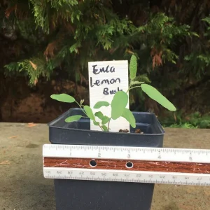 Eucalyptus Live Plant - Aromatic Spa Plant - 'Baby Blue', 'Gunni', 'Lemon Bush' Varieties - 3-6 inch Pot - Indoor/Outdoor - Image 5