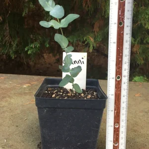 Eucalyptus Live Plant - Aromatic Spa Plant - 'Baby Blue', 'Gunni', 'Lemon Bush' Varieties - 3-6 inch Pot - Indoor/Outdoor - Image 6