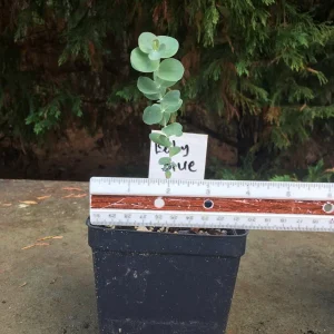 Eucalyptus Live Plant - Aromatic Spa Plant - 'Baby Blue', 'Gunni', 'Lemon Bush' Varieties - 3-6 inch Pot - Indoor/Outdoor - Image 7