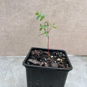 Eucalyptus Live Plant - Aromatic Spa Plant - 'Baby Blue', 'Gunni', 'Lemon Bush' Varieties - 3-6 inch Pot - Indoor/Outdoor - Image 9