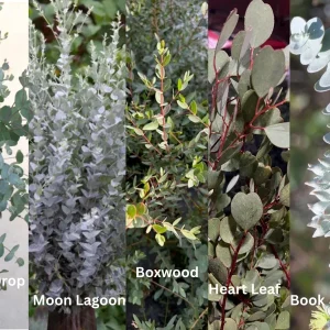Eucalyptus Live Plant Seedling Plugs - Aromatic Home & Garden Starter Plants - Image 10