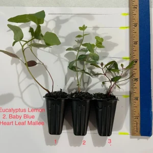 Eucalyptus Live Plant Seedling Plugs - Aromatic Home & Garden Starter Plants - Image 2