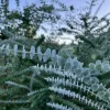 Eucalyptus Live Plant Seedling Plugs - Aromatic Home & Garden Starter Plants - Image 1
