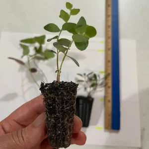 Eucalyptus Live Plant Seedling Plugs - Aromatic Home & Garden Starter Plants - Image 3
