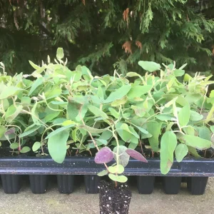 Eucalyptus Live Plant Seedling Plugs - Aromatic Home & Garden Starter Plants - Image 4