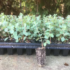 Eucalyptus Live Plant Seedling Plugs - Aromatic Home & Garden Starter Plants - Image 5