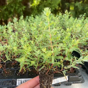 Eucalyptus Live Plant Seedling Plugs - Aromatic Home & Garden Starter Plants - Image 6