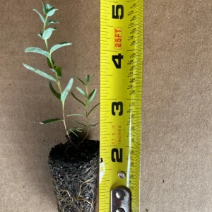 Eucalyptus Live Plant Seedling Plugs - Aromatic Home & Garden Starter Plants - Image 7