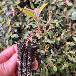 Eucalyptus Live Plant Seedling Plugs - Aromatic Home & Garden Starter Plants - Image 8