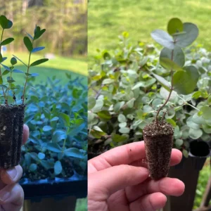 Eucalyptus Live Plant Seedling Plugs - Aromatic Home & Garden Starter Plants - Image 9