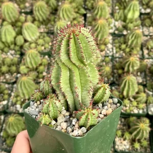 Euphorbia Horrida Boiss Live Plant - Rare Snake Cactus Succulent in 4 Inch Pot - Image 2