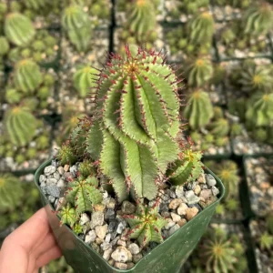 Euphorbia Horrida Boiss Live Plant - Rare Snake Cactus Succulent in 4 Inch Pot - Image 3