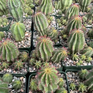 Euphorbia Horrida Boiss Live Plant - Rare Snake Cactus Succulent in 4 Inch Pot - Image 4