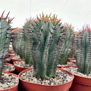 Euphorbia Horrida Boiss Live Plant - Rare Snake Cactus Succulent in 4 Inch Pot - Image 5