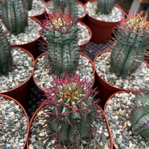 Euphorbia Horrida Boiss Live Plant - Rare Snake Cactus Succulent in 4 Inch Pot - Image 6