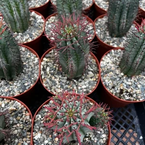 Euphorbia Horrida Boiss Live Plant - Rare Snake Cactus Succulent in 4 Inch Pot - Image 7